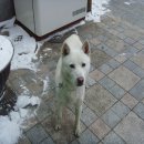 뉴욕종합동물병원 이미지