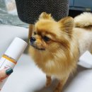 (주)헬로마이펫 이미지