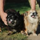 라온 동물 메디컬센터 이미지