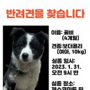 강아지를 찾고 있습니다!! 이미지