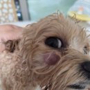 정동물병원 이미지