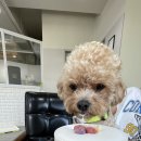 원애견&뭉까두까 이미지