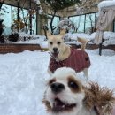 히어로 | 수원 망포동 소형견 중형견 반려견 유치원 "마이히어로" 내돈내산 후기