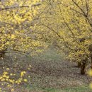 의성닭집 이미지