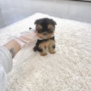 양천강아지분양 잠실강아지분양 하남강아지분양 위례강아지분양 요크셔테리어분양 요크셔테리어입양 요크셔테리어책임분양 요키분양 요키입양 요키책임 이미지