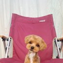 루이앤독 이미지