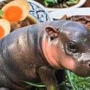 안하마을 이미지