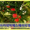 쿨김아카데미에스에이티영어교습소 압구정역 3분 거리, 미국 학점 인증 수업
