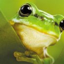 개구리PC방 이미지