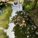 그린레일 | 화창한 7월달의 '화담숲'후기(+화담채, 모노레일 후기 및 입장료)(+씨드그린 까페 / 기념품 샵)