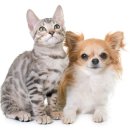 늘곁에동물병원 이미지