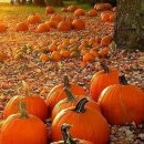 호박이넝쿨째 이미지