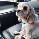 동백 숲속애견랜드 이미지