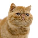 묘랑나랑 이미지