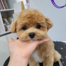 올 도그 그루밍(All DOG GROOMING) 이미지