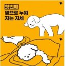 강아지의 수면자세별 심리상태 이미지