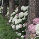 과천대공원 장미원 백합이 이쁘게 피었습니다 오늘상항입니다 이미지