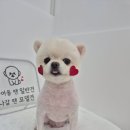 거창하개 이미지