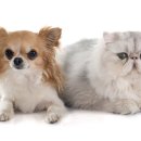 사랑종합동물병원 이미지