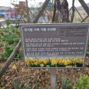 용장리 느티나무 이미지