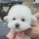 베스트강북애견미용학원