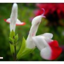 미소와행복 이미지