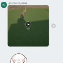 바미애견유치원 이미지