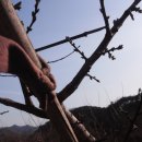 금양농장 이미지