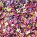 성균관유치원 이미지