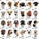 모아 dog 이미지