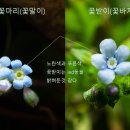 꽃마리