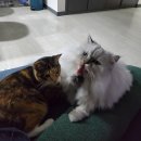 멍개 그루밍 이미지