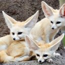 어린왕자 이미지