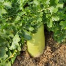 야동교차로 이미지