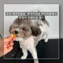 정's공방 | 주안 애견미용샵, 콩깍지공방 애견미용에서 호링이 전체미용 후기