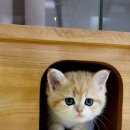 캣프렌즈 이미지