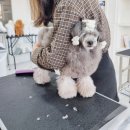 엄지애견미용 | 강아지미용학원 후기 애견미용자격증 3급 애견미용사 합격 꿀팁