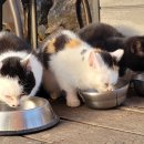 향기나는 밥집 이미지