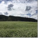 꽃돌이목장 | 레진코믹스/평창여행후기