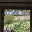 봉암마을 지역상징물 | 수선화핀 서산유기방가옥 둘러보기