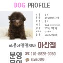 야옹아 멍멍해봐 아산점 이미지