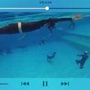 올림픽오스카태권도 | [Free-Swim]첫 수영배우기.DNF 입문.유카리 프리다이빙