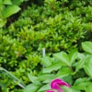 에그리나 이미지