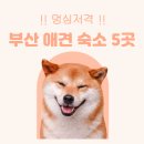 펫라운지 애견미용 애견호텔 이미지