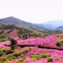 보성야생화 이미지