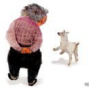 아기염소 이미지