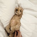 하운드펫 | [시흥/호텔] 애견동반 펫룸 거북섬 하운드호텔 여행후기(feat.애견동반 식당_행삼)