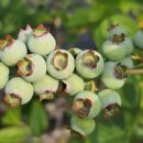 조아농원 이미지