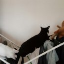 고양이 유치원 이미지