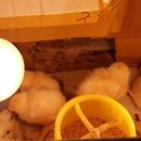 병아리펜션 이미지